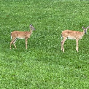 Meet your Posher, Yanci